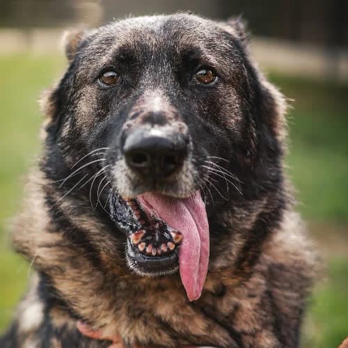 Pax, male puppy Mixed Breed for adoption at Fundacja Puszatek, Warszawa
