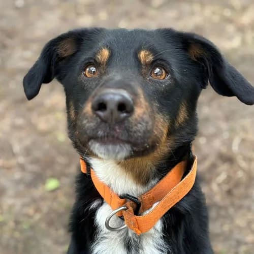 Anakin, male puppy Mixed Breed for adoption at Fundacja Puszatek, Warszawa