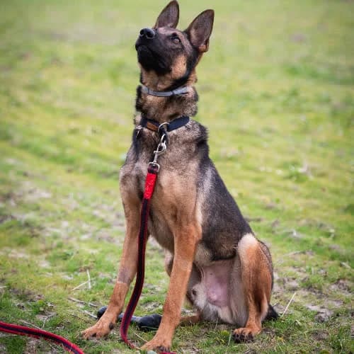 Uran, male puppy Mixed Breed for adoption at Fundacja Puszatek, Warszawa