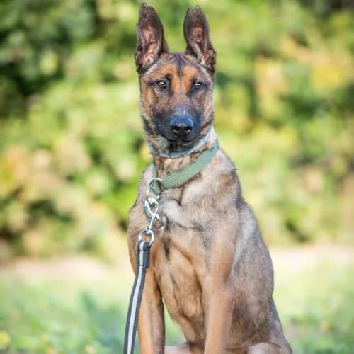 Mars, male puppy Mixed Breed for adoption at Fundacja Puszatek, Warszawa
