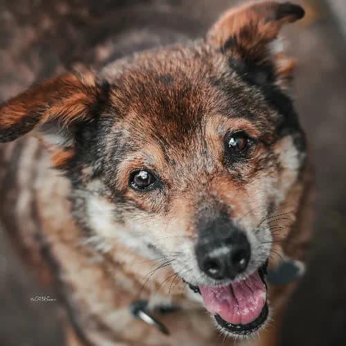 Marley, male puppy Mixed Breed for adoption at Fundacja Puszatek, Warszawa