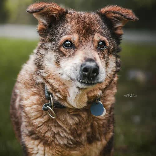 Marley, male puppy Mixed Breed for adoption at Fundacja Puszatek, Warszawa