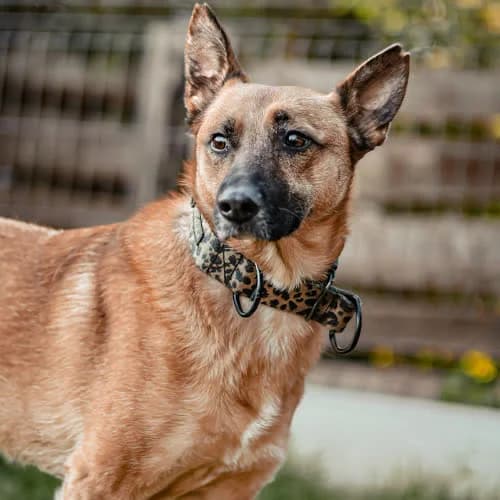 Limba, female puppy Mixed Breed for adoption at Fundacja Puszatek, Warszawa
