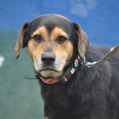 Pluto, male puppy Mixed Breed for adoption at Fundacja Puszatek, Warszawa
