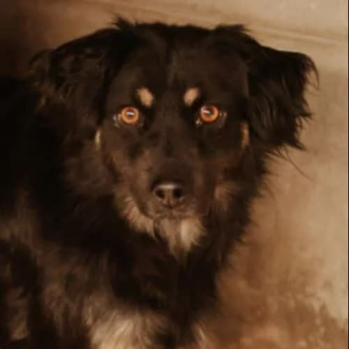 Odie, male puppy Mixed Breed for adoption at Fundacja Puszatek, Warszawa
