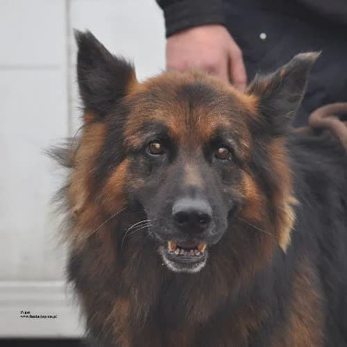 Pegaz, male puppy Mixed Breed for adoption at Fundacja Puszatek, Warszawa