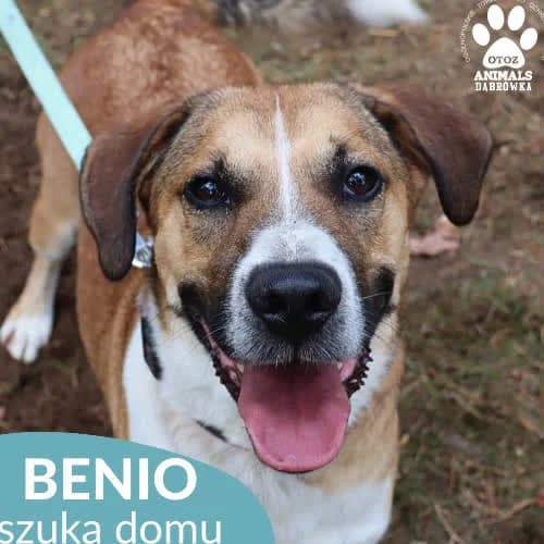 Benio, male puppy Mixed Breed for adoption at Fundacja Puszatek, Warszawa