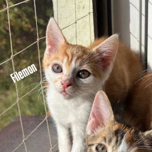 Filemon, male 3yo Mixed Breed for adoption at Fundacja Puszatek, Warszawa