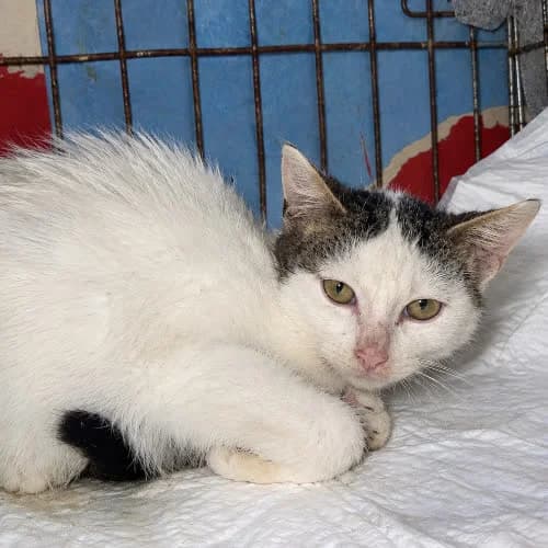 Latte, male 3yo Mixed Breed for adoption at Fundacja Puszatek, Warszawa