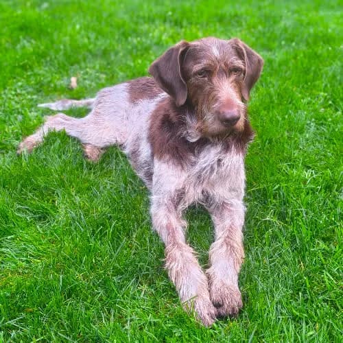 Orion, male puppy Mixed Breed for adoption at Fundacja Puszatek, Warszawa