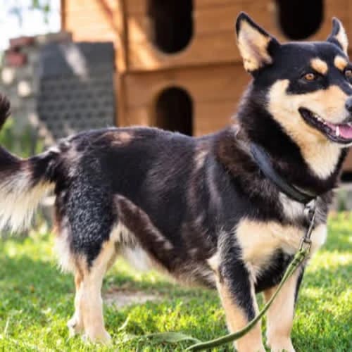 Piotruś, male puppy Mixed Breed for adoption at Fundacja Puszatek, Warszawa