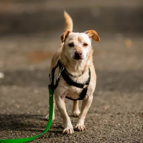 MAJO, male puppy Mixed Breed for adoption at Fundacja Puszatek, Warszawa