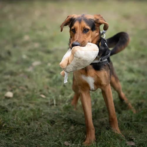 TAJFUN, male puppy Mixed Breed for adoption at Fundacja Puszatek, Warszawa