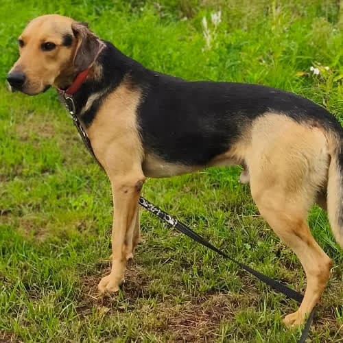 Roki, male puppy Mixed Breed for adoption at Fundacja Puszatek, Warszawa