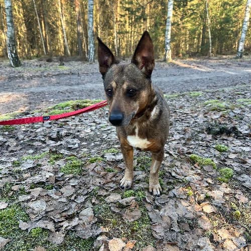 Tosiek, male Mixed Breed for adoption at Fundacja Puszatek, Warszawa