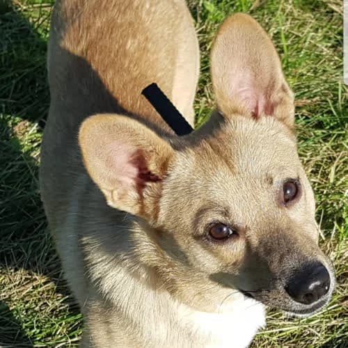 Bosman, male Mixed Breed for adoption at Fundacja Puszatek, Warszawa