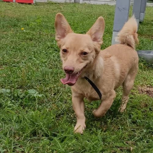 Gutek, male Mixed Breed for adoption at Fundacja Puszatek, Warszawa