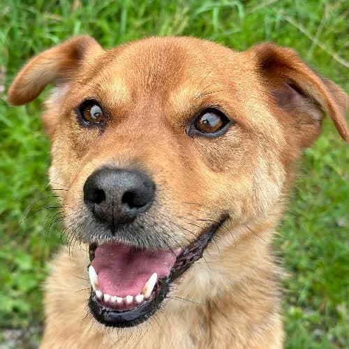 MoryΕ, male Mixed Breed for adoption at Fundacja Puszatek, Warszawa