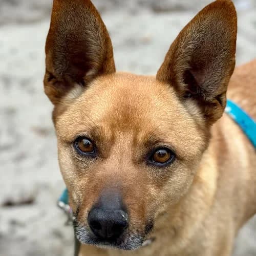 Dingo, male Mixed Breed for adoption at Fundacja Puszatek, Warszawa