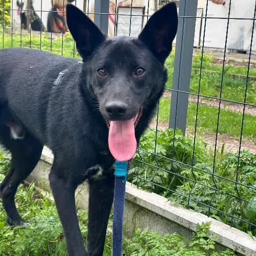 Miron, male Mixed Breed for adoption at Fundacja Puszatek, Warszawa