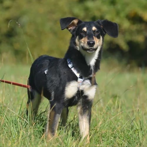 Bercik, male senior Mixed Breed for adoption at Fundacja Puszatek, Warszawa