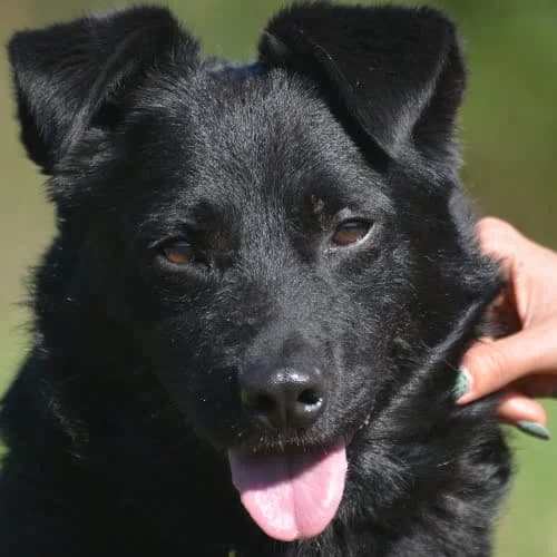 Poker, male puppy Mixed Breed for adoption at Fundacja Puszatek, Warszawa