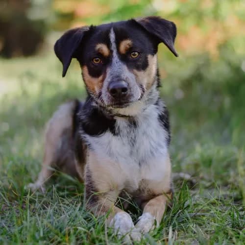Brokat, male puppy Mixed Breed for adoption at Fundacja Puszatek, Warszawa