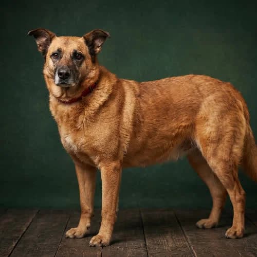 GUANA, female puppy Mixed Breed for adoption at Fundacja Puszatek, Warszawa