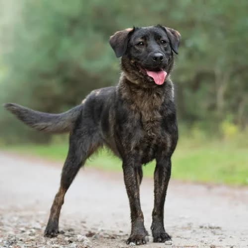 aktywna HEXIA, female puppy Mixed Breed for adoption at Fundacja Puszatek, Warszawa