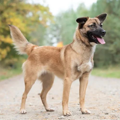 boska DIVA, female puppy Mixed Breed for adoption at Fundacja Puszatek, Warszawa