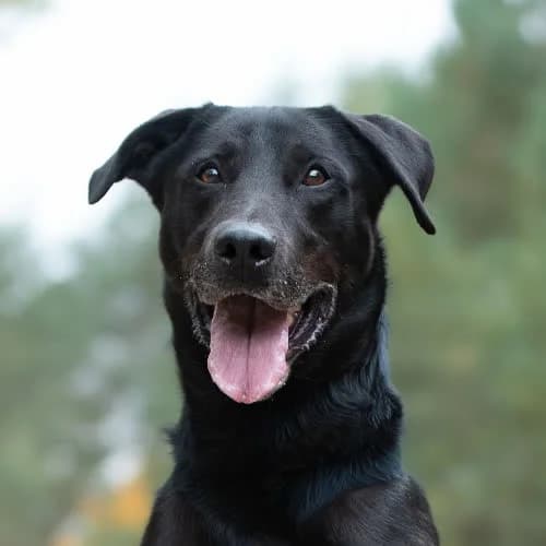 pojętny SABATH, male 6yo Mixed Breed for adoption at Fundacja Puszatek, Warszawa