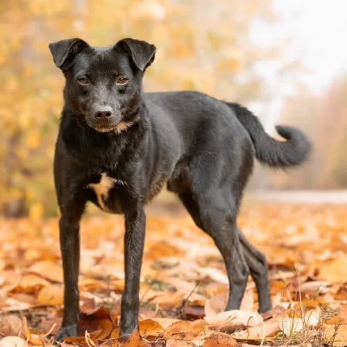 ufny HIZO, male puppy Mixed Breed for adoption at Fundacja Puszatek, Warszawa