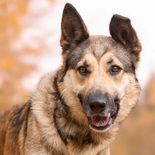 mądra MIBIA, female 3yo Mixed Breed for adoption at Fundacja Puszatek, Warszawa