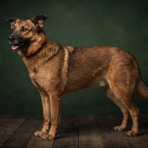 BRYTAN, male 5yo Mixed Breed for adoption at Fundacja Puszatek, Warszawa