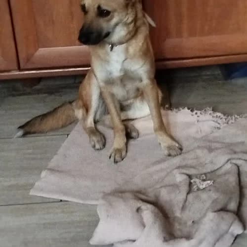 Layla, female senior Mixed Breed for adoption at Fundacja Puszatek, Warszawa