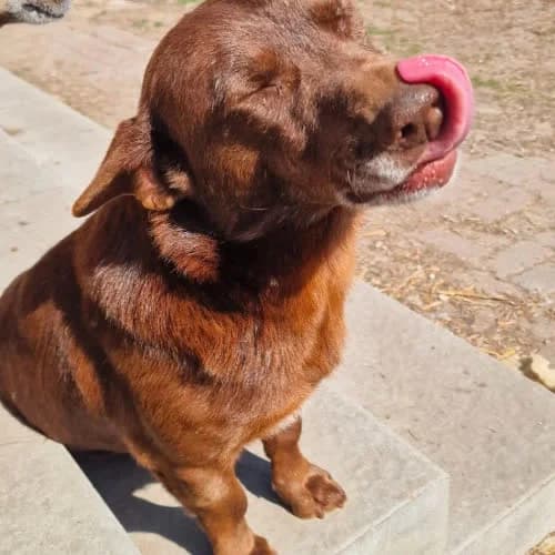 Tofik, male 4yo Mixed Breed for adoption at Fundacja Puszatek, Warszawa