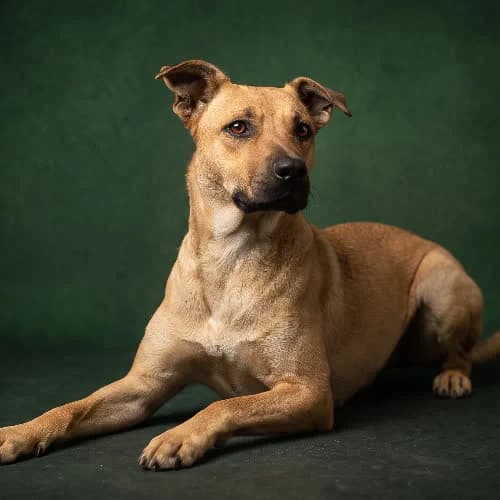 MAJKA, female young Mixed Breed for adoption at Fundacja Puszatek, Warszawa