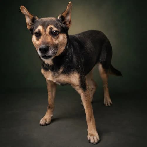 BANDEROLA, female 4yo Mixed Breed for adoption at Fundacja Puszatek, Warszawa