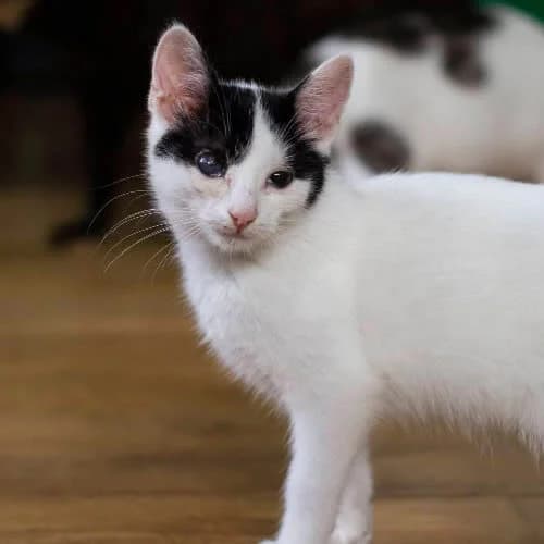 Yakuza, female young Mixed Breed for adoption at Fundacja Puszatek, Warszawa