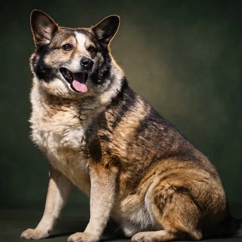 GERALD, male senior Mixed Breed for adoption at Fundacja Puszatek, Warszawa