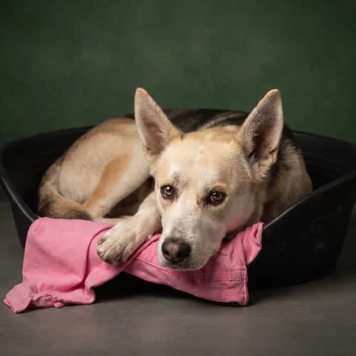 APROPO, male 7yo Mixed Breed for adoption at Fundacja Puszatek, Warszawa