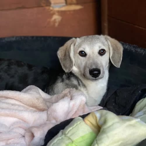 Fantia, female 7yo Mixed Breed for adoption at Fundacja Puszatek, Warszawa