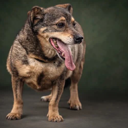 DUSZEK, male senior Mixed Breed for adoption at Fundacja Puszatek, Warszawa