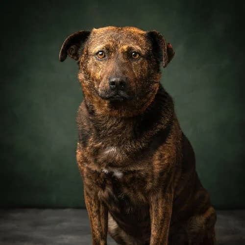 ZUMBA, female 7yo Mixed Breed for adoption at Fundacja Puszatek, Warszawa