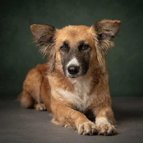 IRMA, female senior Mixed Breed for adoption at Fundacja Puszatek, Warszawa
