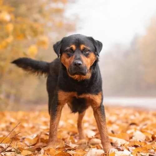 optymista NARGO, male young Mixed Breed for adoption at Fundacja Puszatek, Warszawa