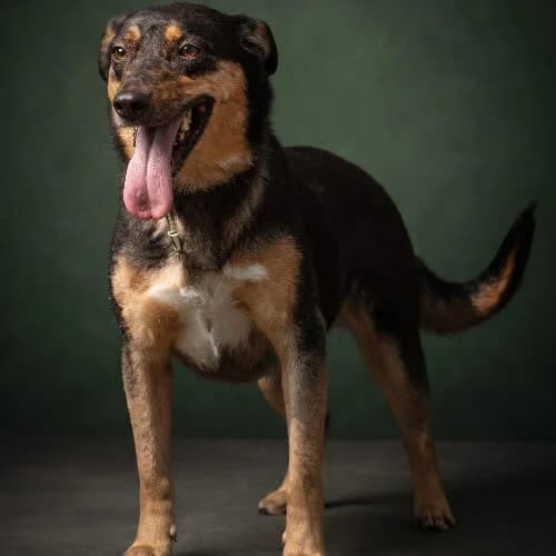VANILLA, female senior Mixed Breed for adoption at Fundacja Puszatek, Warszawa