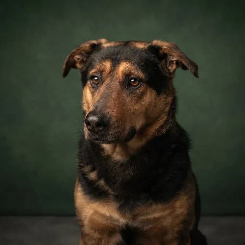 BERCISŁAW, male puppy Mixed Breed for adoption at Fundacja Puszatek, Warszawa
