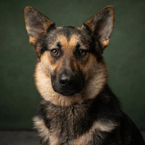 ZNAJDEK, male puppy Mixed Breed for adoption at Fundacja Puszatek, Warszawa