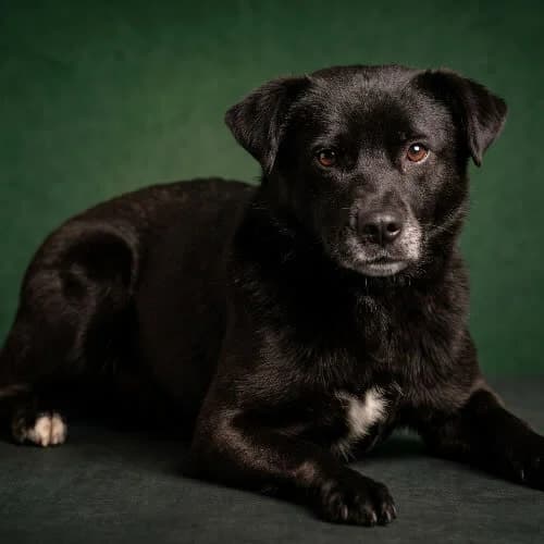 AGENT, male 5yo Mixed Breed for adoption at Fundacja Puszatek, Warszawa